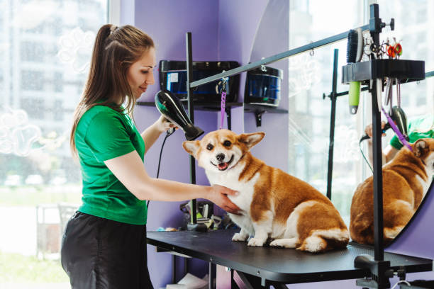 Pet Groomer