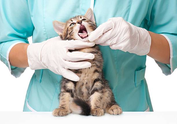 Veterinary Dentist