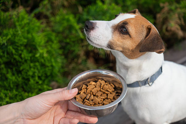 Veterinary Nutritionist