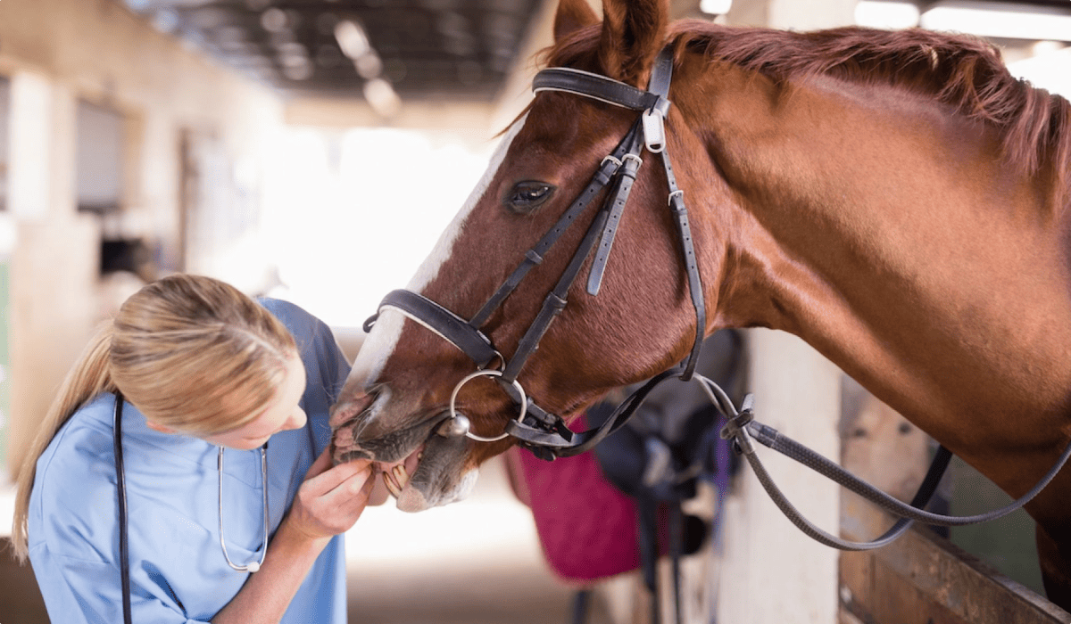 Aspiring Hippologist