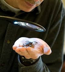 Entomology Research Scientist