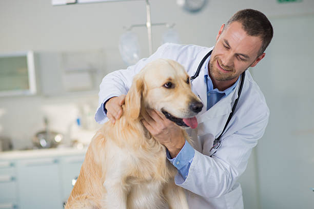 Veterinary Doctor