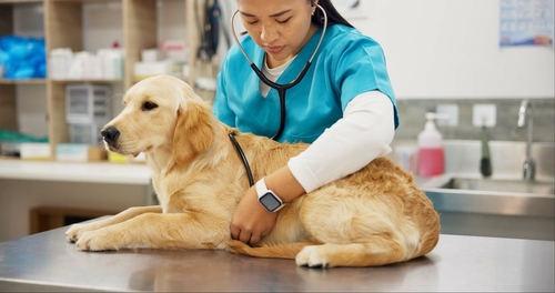 Senior Veterinary Doctor