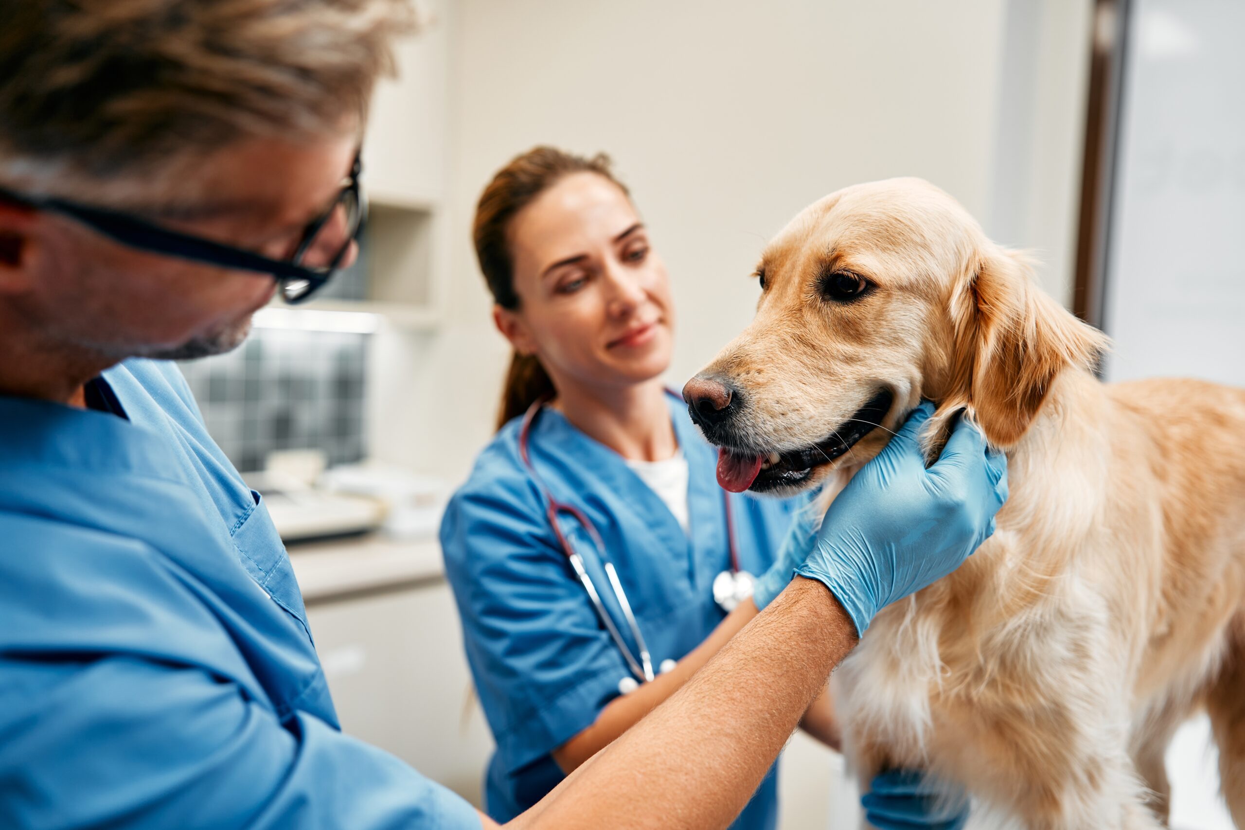 Veterinary Hospital Manager