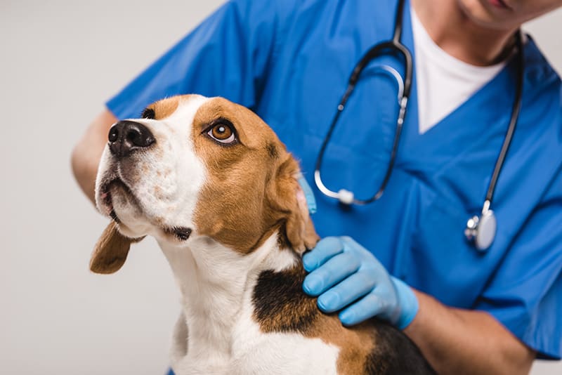 Global Veterinary Expert