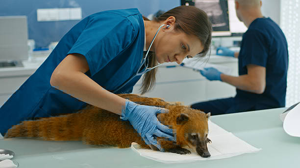 Wildlife Veterinary Specialist