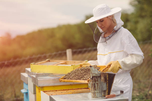 Apiculture Consultant