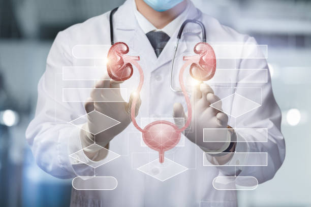 Reconstructive Urologist