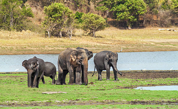 Wildlife Tourism Consultant