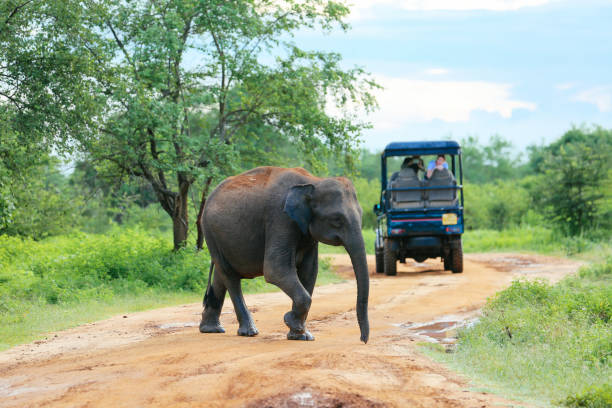 Wildlife Safari Guide