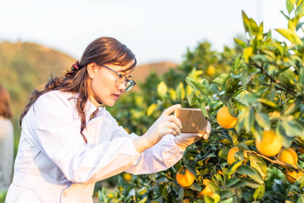 Citrus Industry Consultant
