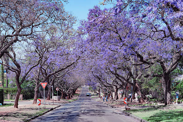 Urban Dendrologist (Specialized Role)