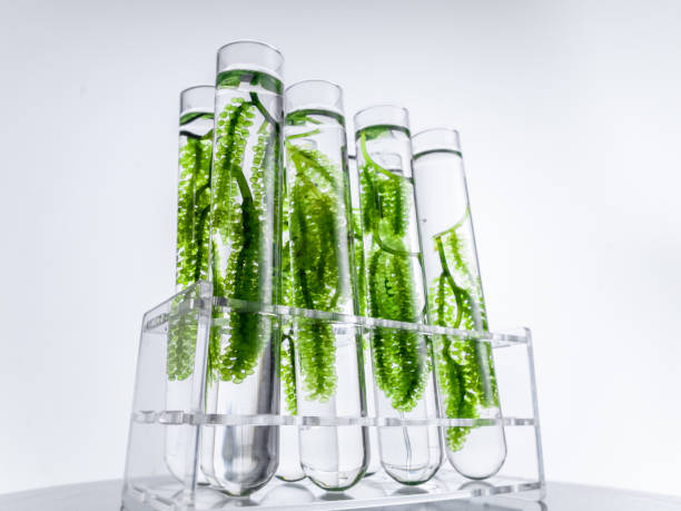 Marine Drug Discovery Specialist (Specialized Role)