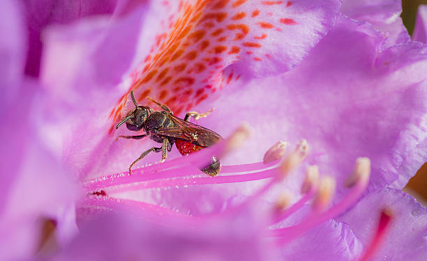 Conservation Entomologist (Specialized Role)