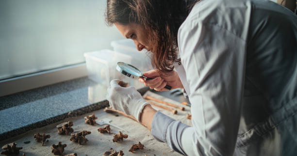 Museum Curator (Specialized Role)