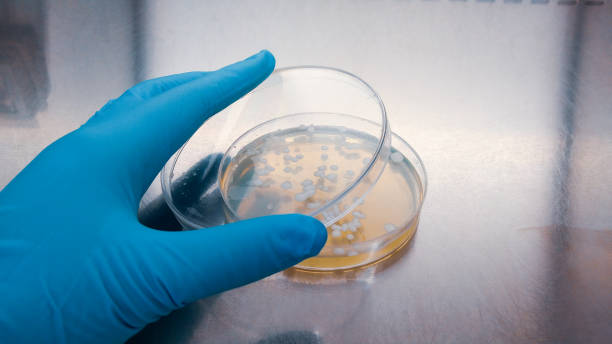 Industrial Bacteriologist (Specialized Role)