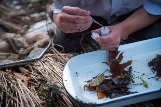 Senior Arachnologist /Research Head