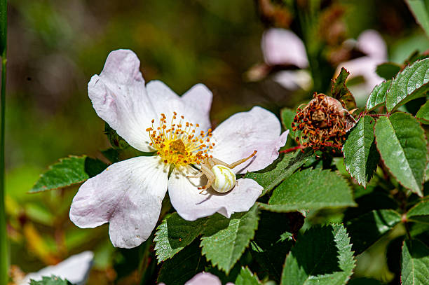 Conservation Arachnologist (Specialized Role)