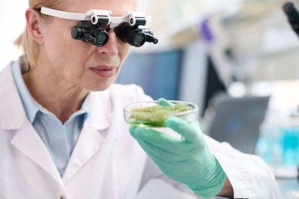 Senior Algologist/Research Head