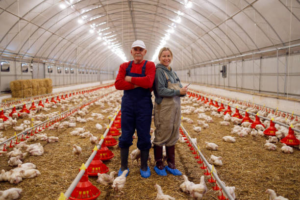 Poultry Farm Manager