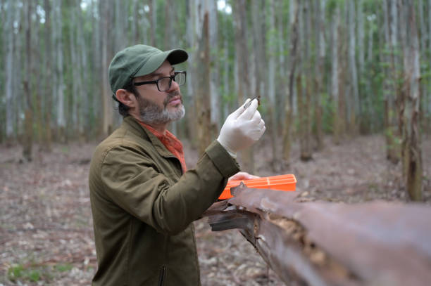 Range Forest Officer (RFO)