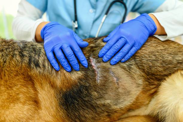 Specialized Veterinary Dermatologist