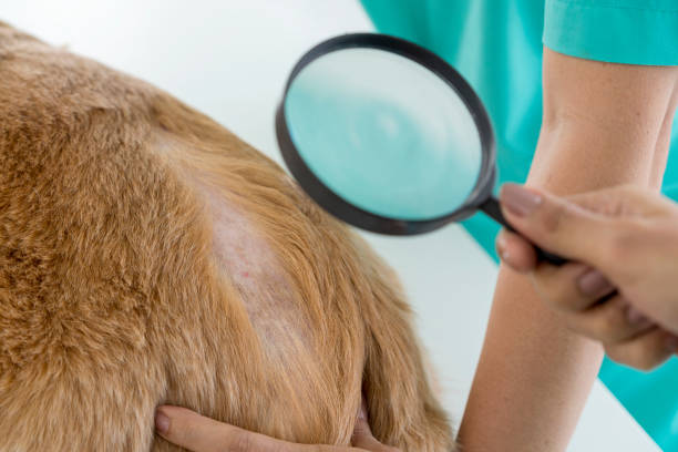 Veterinary Dermatology Consultant