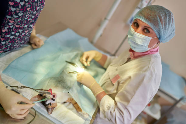 Specialized Veterinary Surgeon