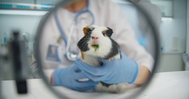 Research Project Leader