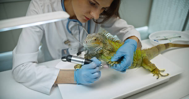 Chief Scientific Officer (Research Institute)