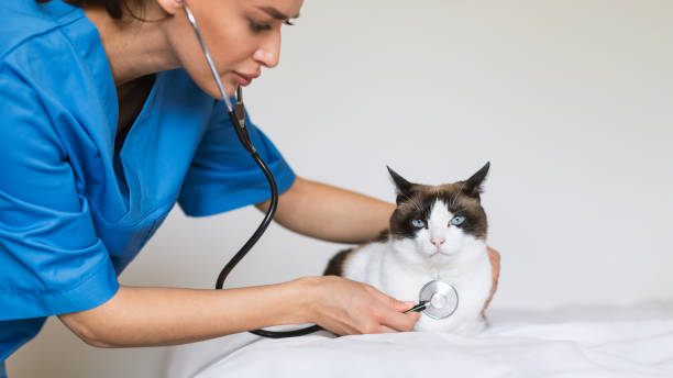 Specialized Veterinary Cardiologist