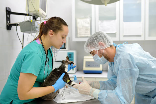 Veterinary Technician: